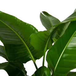Strelitzia Nicolai - Paradijsvogelpant - P38 H160 - Kamerplant -Tuin & Buiten Korting Winkel strelitzia nicolai paradijsvogelpant p38 h160 4