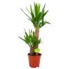 Yucca - Palmlelie - P17 H70 - Kamerplant -Tuin & Buiten Korting Winkel yucca palmlelie p17 h70 4