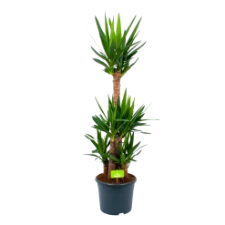 Yucca - Palmlelie - P29 H150 - Kamerplant