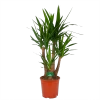 Yucca - Vertakt - Palmlelie - P30 H130 - Kamerplant -Tuin & Buiten Korting Winkel yucca vertakt palmlelie p30 h130 kamerplant 1