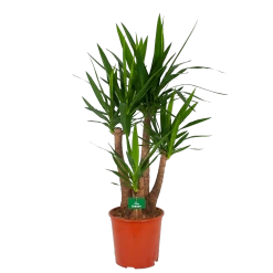 Yucca - Vertakt - Palmlelie - P30 H130 - Kamerplant
